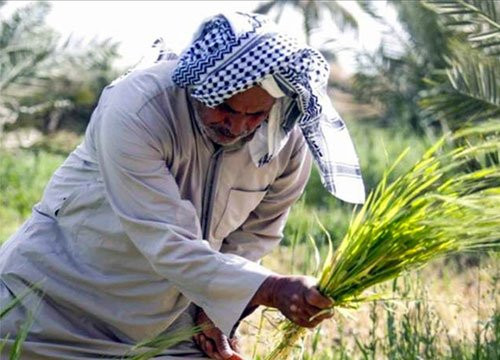 الفلاح.jpg