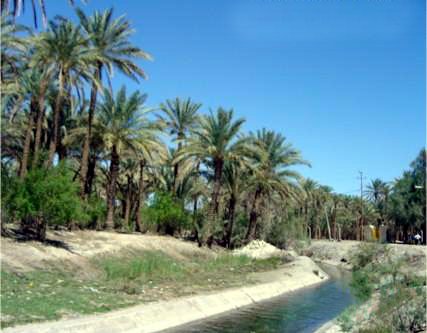 ام_البقر.jpg