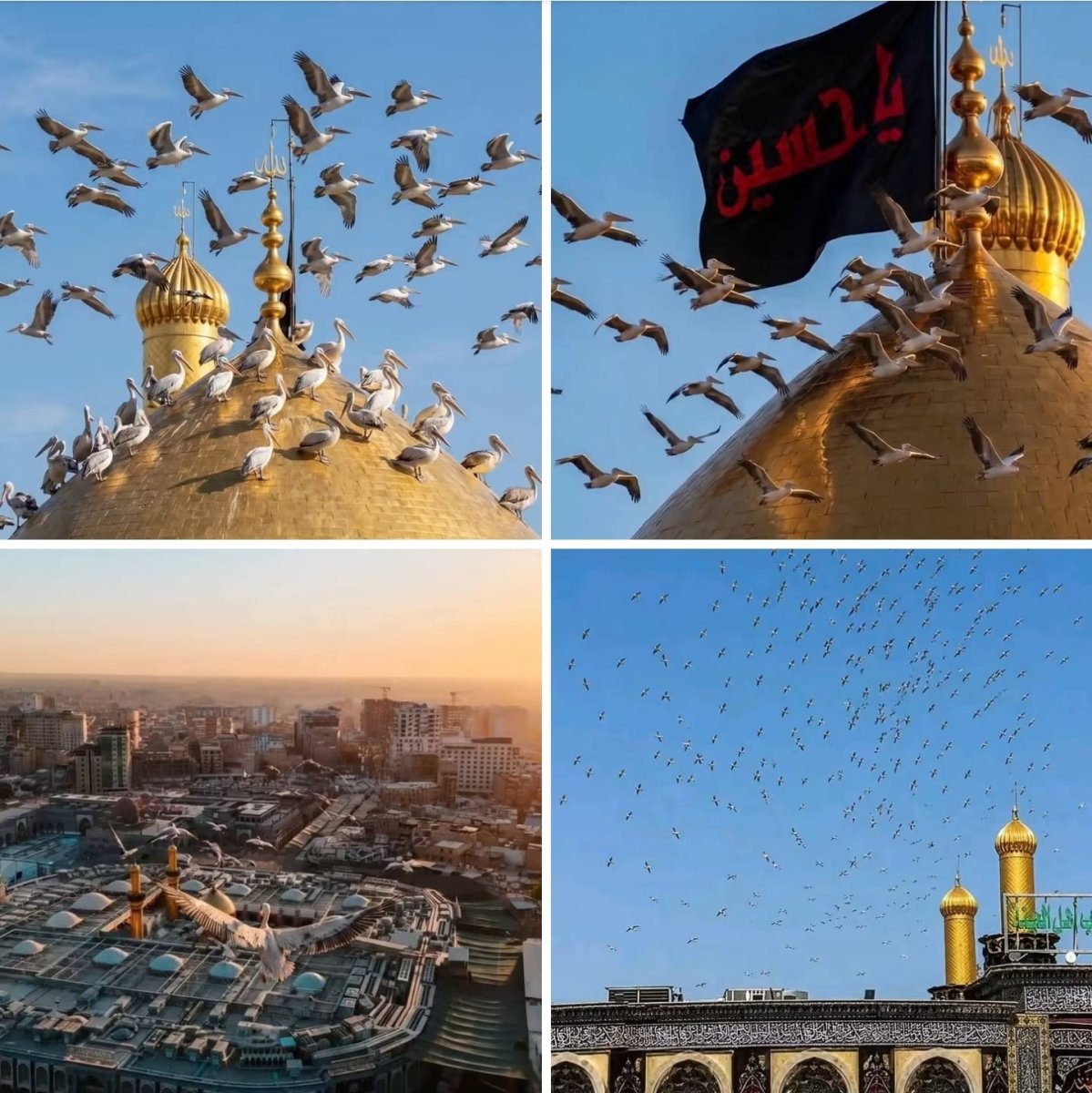 الطيور المهاجرة إلى الحسين عليه السلام