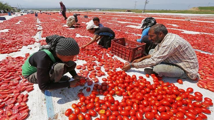 تركيا تسجل زيادة كبيرة في الإنتاج الزراعي وتسعى لتصريفه في العراق