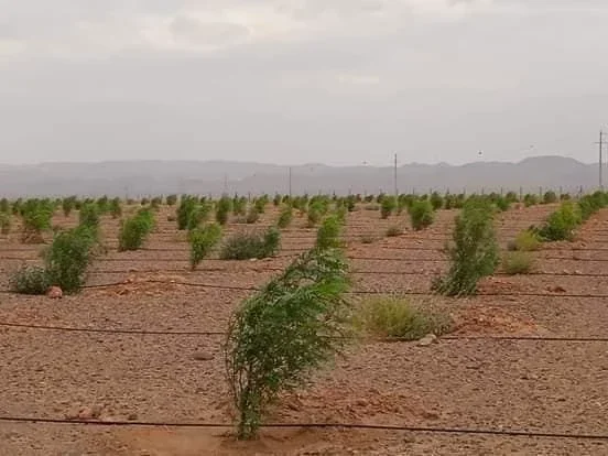 محيميد في غابات الزعفرانية...